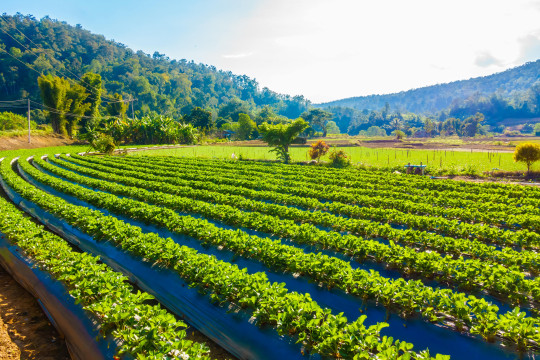 9 thoughts of Bukalasa Agricultural College